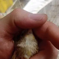 سهره قناری ۳ ماهه زیر دهن لر