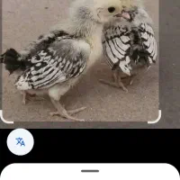 جوجه های زینتی وتخم مرغ های زینتی نطفه دار|حیوانات مزرعه|لاهیجان, گلستان|دیوار