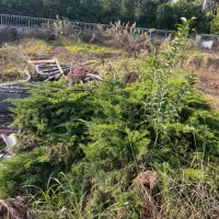 درخت کاج تزئینی