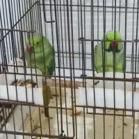 طوطی ملنگو|پرنده|بندرعباس, |دیوار