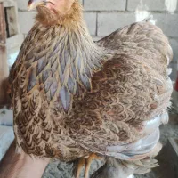 برهما پاتریچ و کلمبین بوف ۵ ماهه جهت مولد سازی
