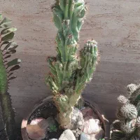 سیکاس صخره ای