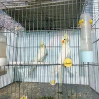 فروش و معاوضه انواع عروس هلندی های جفت مولد|پرنده|قیدار, |دیوار