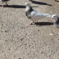 کبوتر طوقی و دمبی ماده|پرنده|دوگنبدان, |دیوار