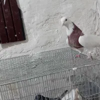 طوقی|پرنده|شهریار, شهرک امیریه|دیوار