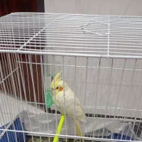 عروس هلندی