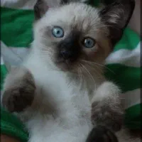 گربه سیامی تایلندی