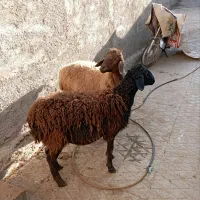 دوراس بره نر  نیم گوشت مخصوص داشت یا کشتار|حیوانات مزرعه|جوادآباد, |دیوار