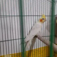 عروس هلندی|پرنده|رامشیر, |دیوار