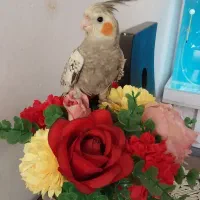 عروس هلندی نر جوان