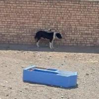 سگ گله خوشتیب