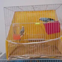 یک جفت پرنده مولد با ۲ عدد تخم|پرنده|گلبهار, شهر جدید گلبهار|دیوار