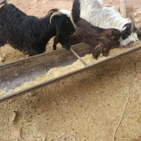 فروشی بز دوقلوزا بایک توشتیر