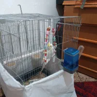 عروس هلندی با قفس