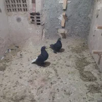 کفتر
