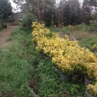 گل طبیعی منطقه شمال