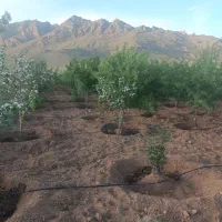 فروش-باغ-چهار-هزارمتری-مرغاب-دوتو