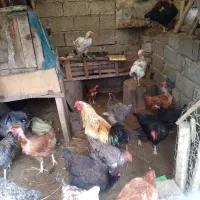 مرغ و خروس محلی|حیوانات مزرعه|چاف و چمخاله, |دیوار