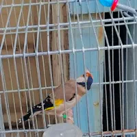 سهره|پرنده|اهواز, یوسفی|دیوار