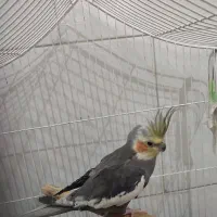 عروس هلندی آواز خوان تخم گذار|پرنده|یزد, |دیوار