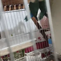 طوطی برزیلی