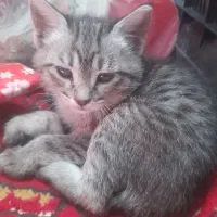 بچه گربه رایگان|گربه|زابل, |دیوار