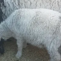 بره نر پاکستانی دم خونه ای۶ ماهه تقریبا|حیوانات مزرعه|زاهدان, |دیوار