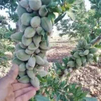 پیوندی و مقاوم به کم آبی|گل و گیاه طبیعی|شیراز, ارم|دیوار