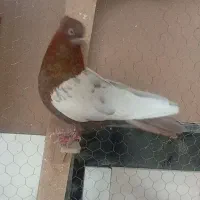 کبو تر