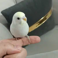 جوجه مرغ عشق دستی رنگ خاص