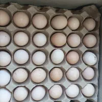 تخم مرغ رسمی