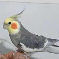 عروس هلندی گمشده