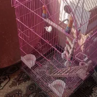 قفس طوطی عروس هلندی