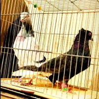 ۵تا دم سفید عتیقه کمر بالا پاک پاک بشرط همه چی|پرنده|اصفهان, شمس آباد|دیوار