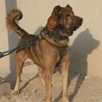سگ سرابی