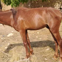 اسب|اسب و تجهیزات اسب‌سواری|بجنورد, |دیوار