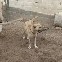 سگ سرابی 7ماهه
