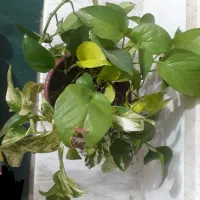 هدیه روز مادر