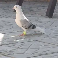 پشت سوسنی ماده فسا