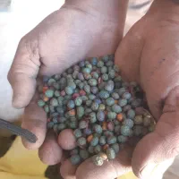 مغز پسته .بنه.بادام. تخمه هندوانه. عناب