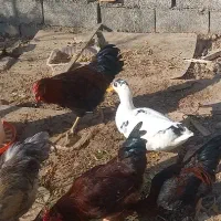 خروس|حیوانات مزرعه|مشهد, انصار|دیوار