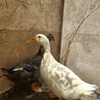 اردک