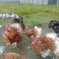 بوقلمون نر وماده بور بور و انگلیسی|حیوانات مزرعه|دابودشت, |دیوار