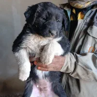 واگذاری توله سگ قدرجونی قهدریجانی|سگ|شاهین‌شهر, برخوار غرب|دیوار