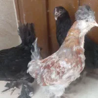 مرغ وخروس گلین