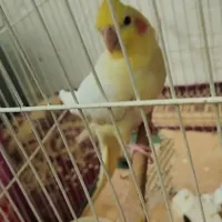 عروس هلندی|پرنده|مشهد, محمدآباد|دیوار