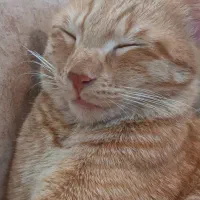 واگذاری گربه