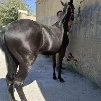 اسب دوساله کره سپهر نوه سهراب|اسب و تجهیزات اسب‌سواری|تهران, تهرانسر مرکزی|دیوار