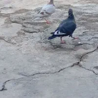 دوتا جوجه نر