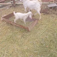 یک عدد کره وبز